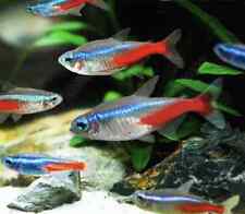 Usado, Tetra azul neon comprar usado  Enviando para Brazil