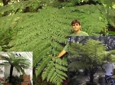 Schwarze baum farn gebraucht kaufen  Kaiserslautern