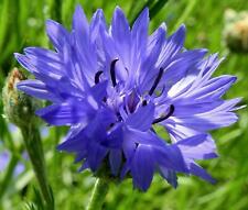 Kornblume blau beliebte gebraucht kaufen  Oschersleben (Bode)