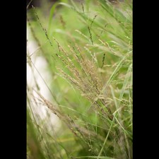 Molinia arundinacea karl gebraucht kaufen  Deutschland