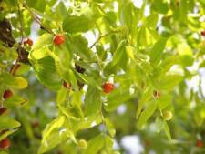 5 Graines de Jujubier commun, Ziziphus Jujuba comprar usado  Enviando para Brazil