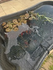 Pond filter everything for sale  ELY