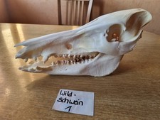 Wildschwein kopf schädel gebraucht kaufen  Meisenheim