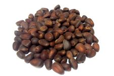 Pinus Sibirica 20+sementes, cedro siberiano, nozes comestíveis, muito resistente comprar usado  Enviando para Brazil