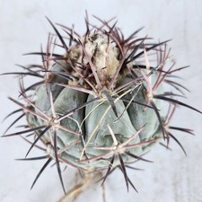 Black white spine for sale  Spring