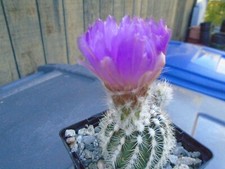 Echinocereus baileyi fully for sale  Valley Center