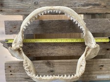 Shark jaw for sale  BRIGHTON