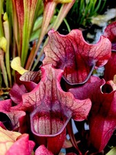 Sarracenia true blood for sale  BUDE
