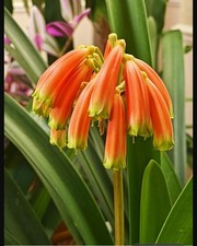 One hybrid clivia for sale  Novi