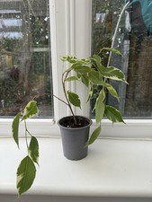 Golden fiscus weeping for sale  LOUTH