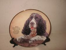 Springer spaniel dog for sale  WELLINGBOROUGH