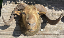 mounted animal heads for sale mounted animal heads for sale HEREFORD