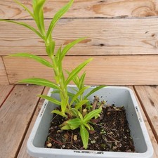 Penstemon maurice gibb for sale  GLOUCESTER