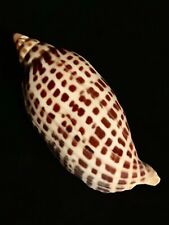 Beautiful inch scaphella for sale  Sarasota
