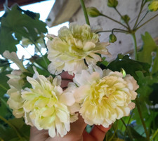 Pelargonie große pflanze gebraucht kaufen  Forbach