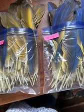 Blue gold macaw for sale  Greenwell Springs