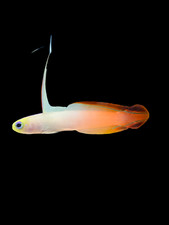 Fish & Marine for sale Fish & Marine for sale Haslet