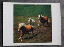 Postkarte haflinger pferd gebraucht kaufen  Limburg a. d. Lahn