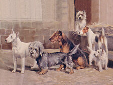 Bull terrier airedale usato  Spedire a Italy