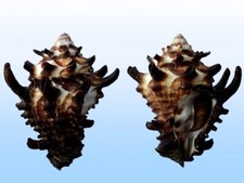 Turbinellidae vasum tubiferum usato  Roma