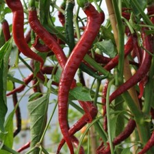 Pepper long slim for sale  BURTON-ON-TRENT