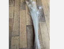 Real peacock feathers for sale  MORPETH