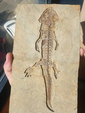 salamandra comprar usado salamandra comprar usado  Enviando para Brazil