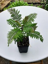 Blue flowering jacaranda for sale  Tuckerton