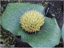Massonia depressa beautiful for sale  FISHGUARD