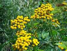 Graine tanaisie 200 d'occasion Graine tanaisie 200 d'occasion  Luzech