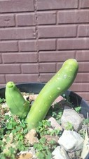 Tbm sacred bridgesii for sale  Davenport