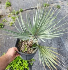 Brahea armata blue for sale  Boca Raton