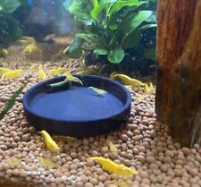 Coupelle nourrissage crevettes d'occasion  Amboise