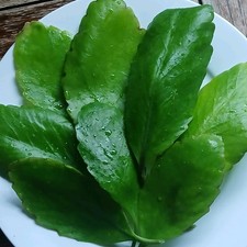 Leaf life. miracle for sale  BROMLEY
