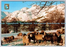 D312198 herdwick sheep for sale  WARLINGHAM