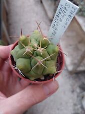 Thelocactus santaclarensis var usato  Civitanova Marche