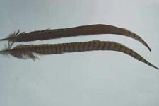 Plumes queue faisan d'occasion  Clermont-Ferrand-