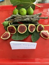 Desert king fig for sale  Richmond