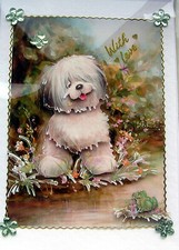 Old english sheepdog for sale  WARRINGTON