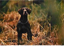 Animaux chiens braque d'occasion  Fruges