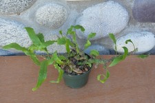 fern plant pot green for sale  Roseburg