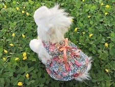 Xxxs cute dog for sale  Pinellas Park
