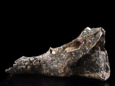 Y734: XF Piedra Japonesa Elefante Fósil de Naumann ORNAMENTOS objeto obra de arte segunda mano  Embacar hacia Mexico