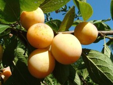 Graines mirabellier prunus d'occasion  Sabres