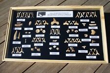 Fossiliensammlung schaukasten  gebraucht kaufen  Helsa