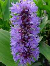 Bareroot pontederia cordata for sale  Mulberry