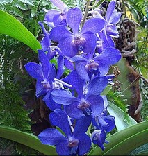 Rare vandachostylis prapawan for sale  LONDON