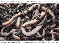 Lobworms earthworms garden for sale  YORK