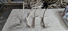 Elk shed antlers for sale  Montrose