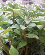 Plectranthus neochilus fuzzy for sale  Palm Bay